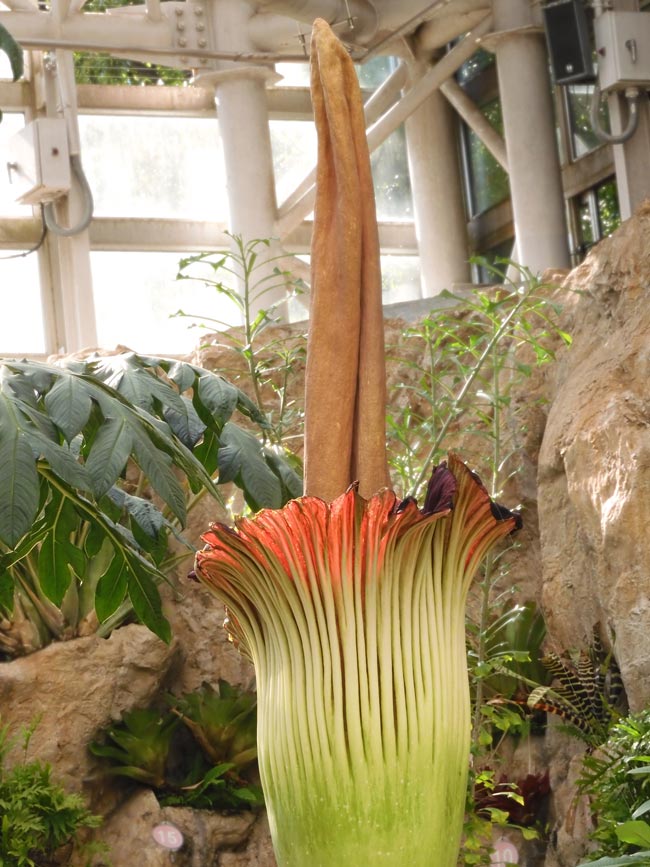 ショクダイオオコンニャク 2025 開花！ プリーツの曲線美・仏炎苞の