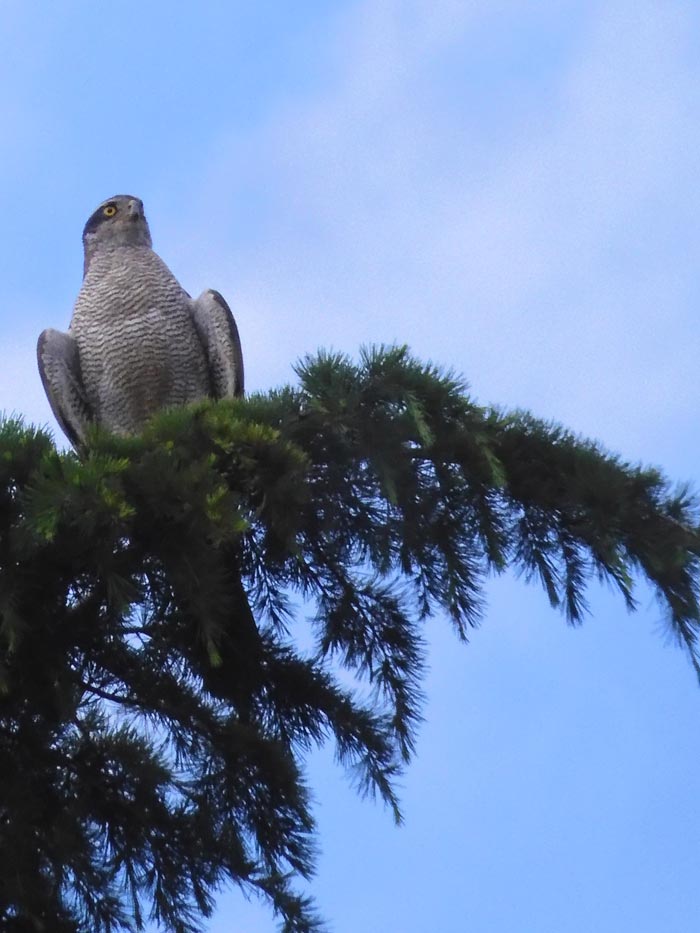 神代植物公園のオオタカ（成鳥）も発見‼︎〈神代植物公園の野鳥