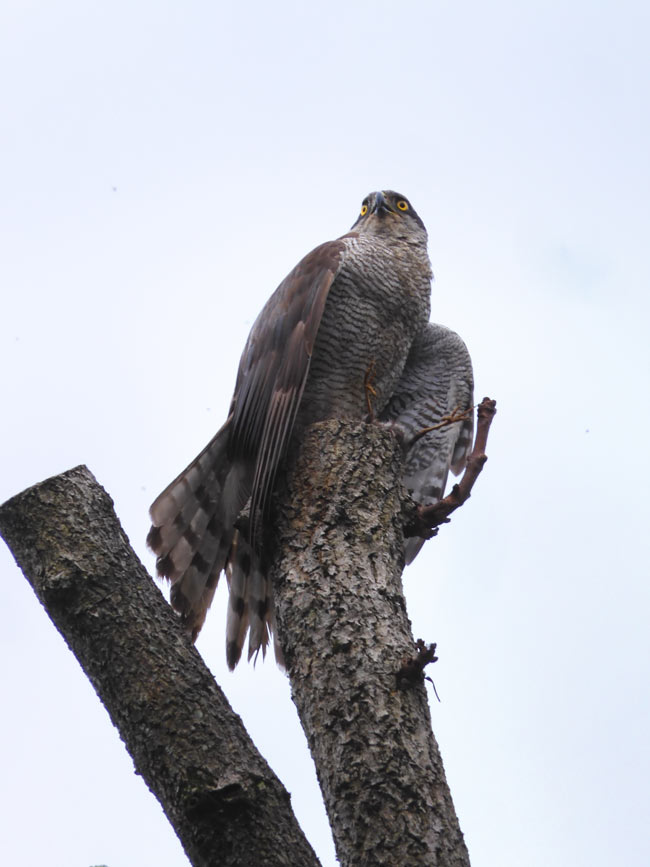 Kana様専用 木彫りの鳥 オオタカ獲物捕獲直前 狩り後のオオタカに遭遇