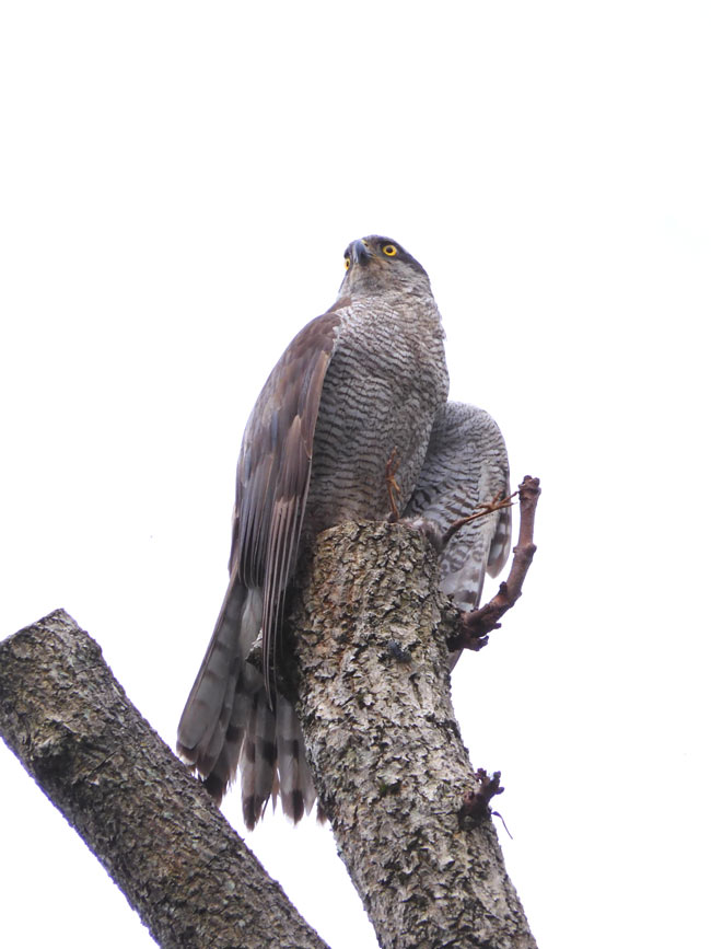 ユ*カ様 鷹 イーグル 鳥 猛禽類 残響 緑 原画 (2024年11月) 鷹 イーグル 鳥 猛禽類 残響 緑 原画 (2024年11月) 絵画