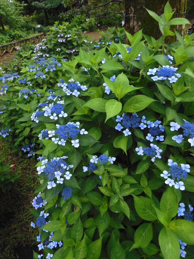 あじさいです アジサイ 2025 神代植物公園 あじさい園〈1〉6月上旬の開花