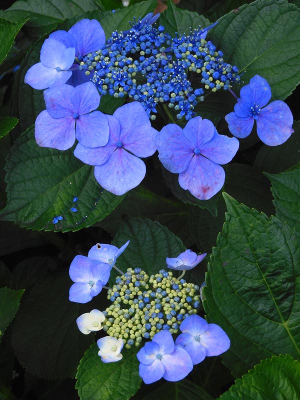 アジサイ 2025 神代植物公園 あじさい園〈1〉6月上旬の開花〜中旬の