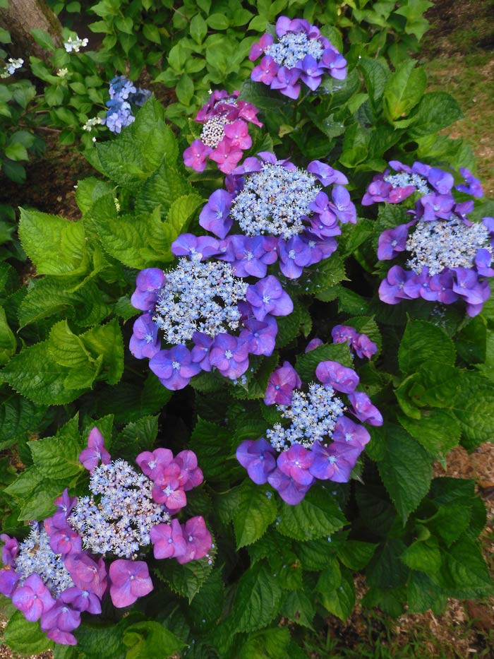 あじさいです アジサイ 2025 神代植物公園 あじさい園〈1〉6月上旬の開花