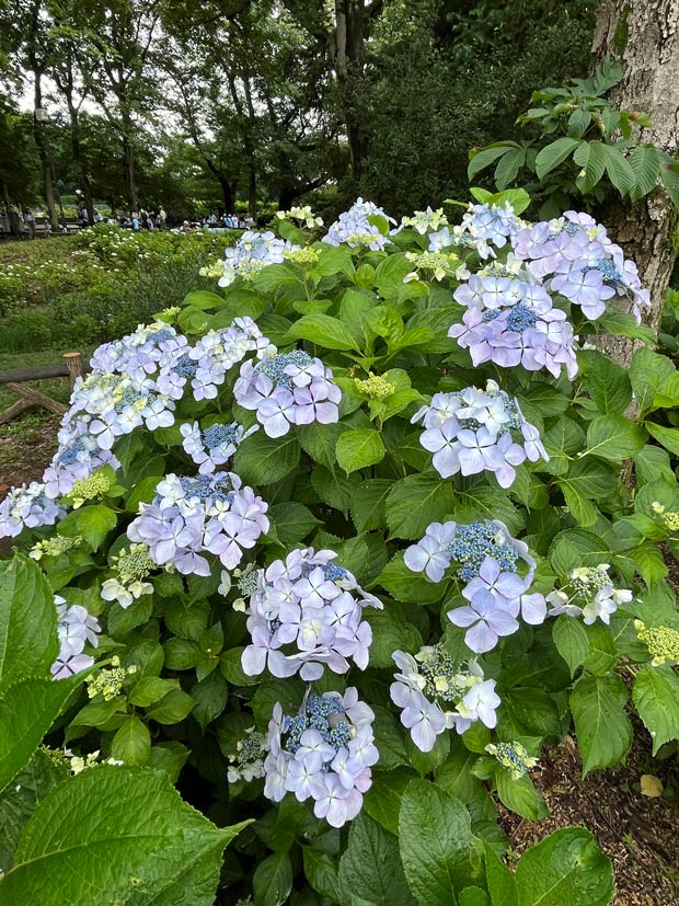 アジサイ 2025 神代植物公園 あじさい園〈2〉6月咲き始めから見頃