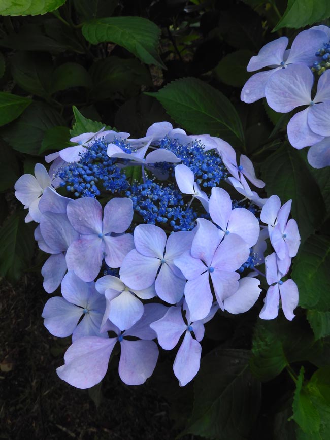 アジサイ 2025 神代植物公園 あじさい園〈2〉6月咲き始めから見頃