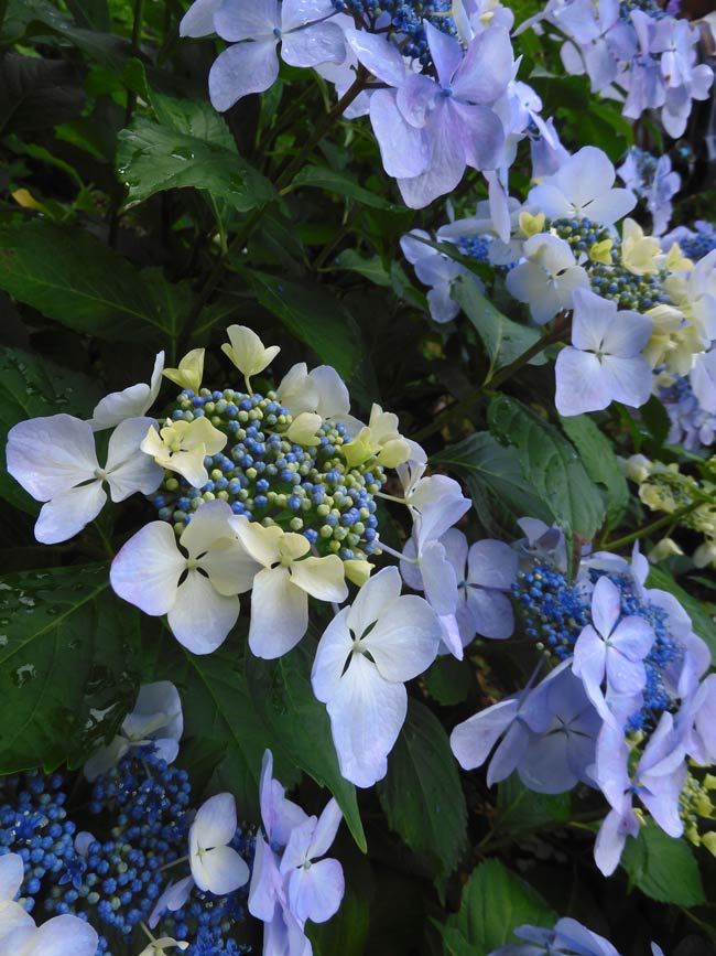 アジサイ 2025 神代植物公園 あじさい園〈2〉6月咲き始めから見頃