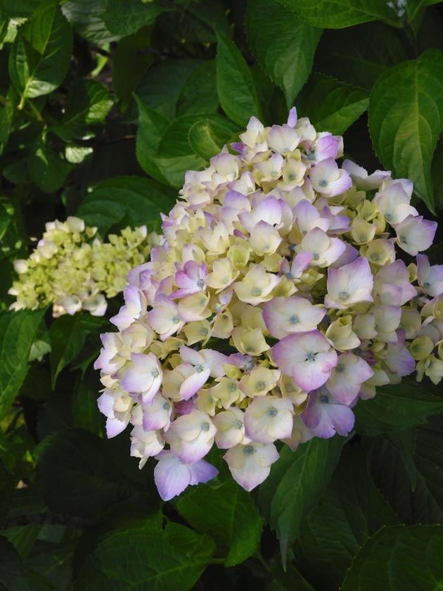 アジサイ 2025 神代植物公園 あじさい園〈2〉6月咲き始めから見頃