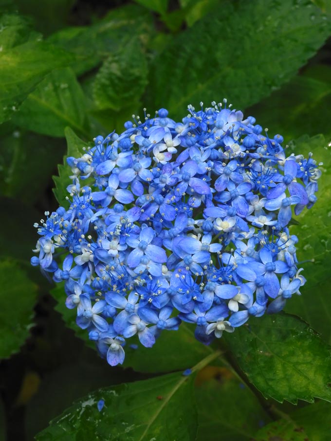 アジサイ3点おまとめ アジサイ 2025 神代植物公園 あじさい園〈3〉希少な自生種系・山紫陽花