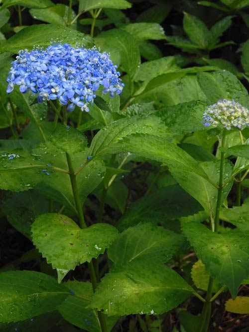 アジサイ 2025 神代植物公園 あじさい園〈3〉希少な自生種系・山紫陽花