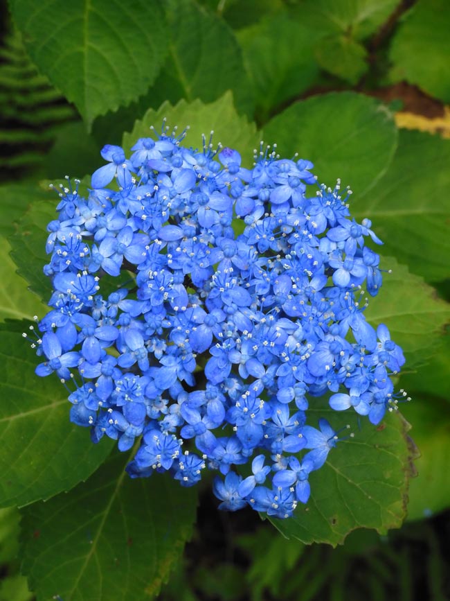 アジサイ 2025 神代植物公園 あじさい園〈3〉希少な自生種系・山紫陽花