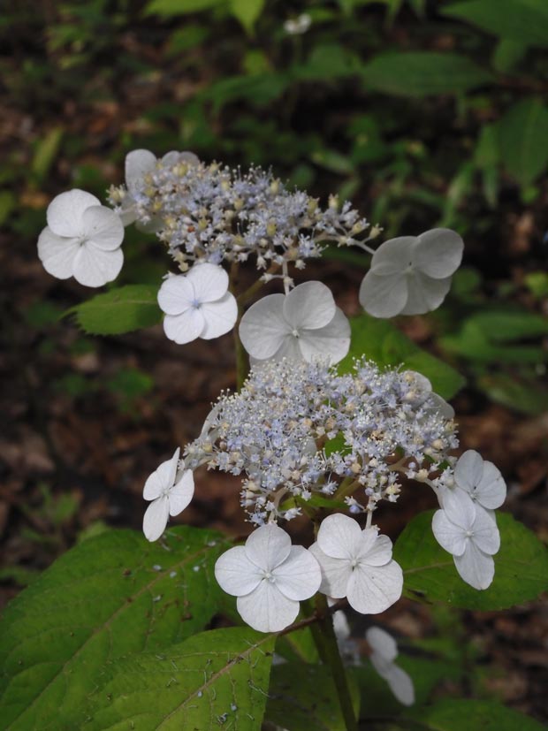 アジサイ 2025 神代植物公園 あじさい園〈3〉希少な自生種系・山紫陽花