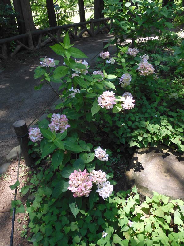 アジサイ 2025 神代植物公園 あじさい園〈3〉希少な自生種系・山紫陽花