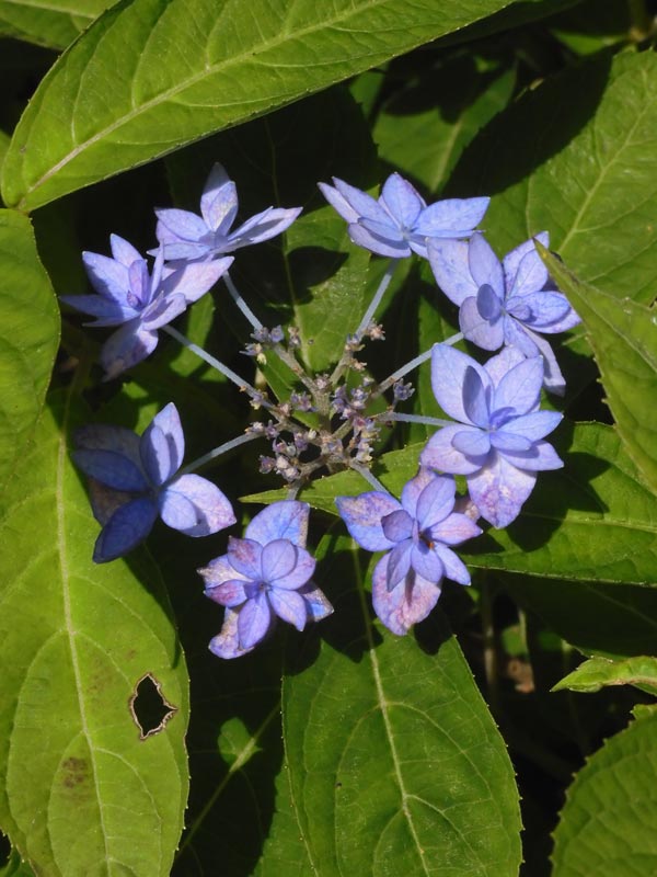 アジサイ 2025 神代植物公園 あじさい園〈3〉希少な自生種系・山紫陽花