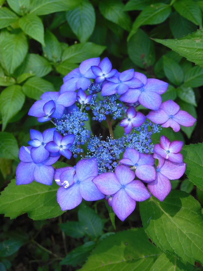 アジサイ 2025 神代植物公園 あじさい園〈4〉園芸アジサイ他、6月上