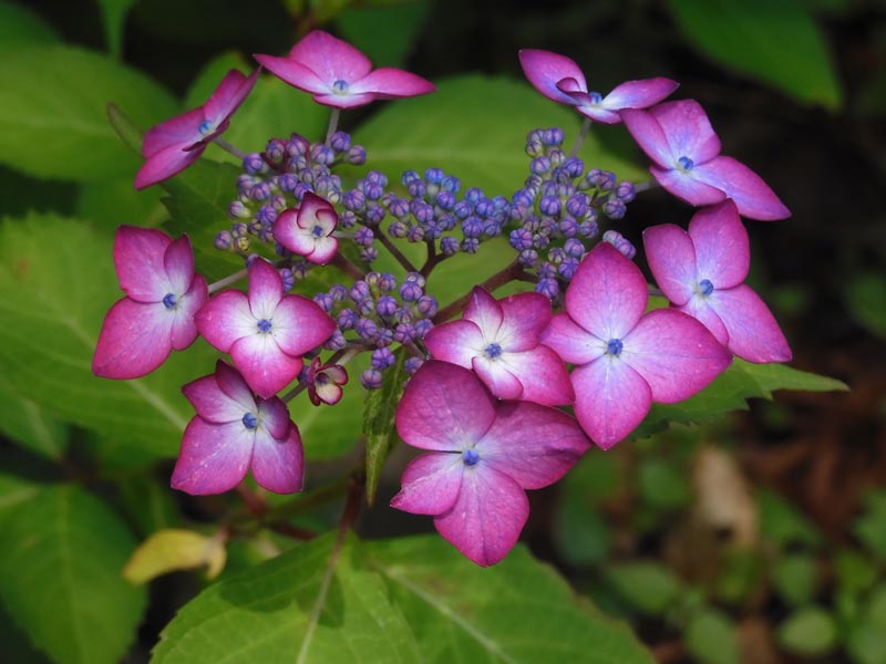 アジサイ 2025 神代植物公園 あじさい園〈4〉園芸アジサイ他、6