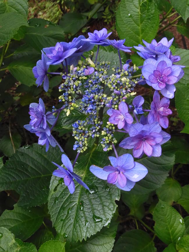 あじさいです アジサイ 2025 神代植物公園 あじさい園〈1〉6月上旬の開花