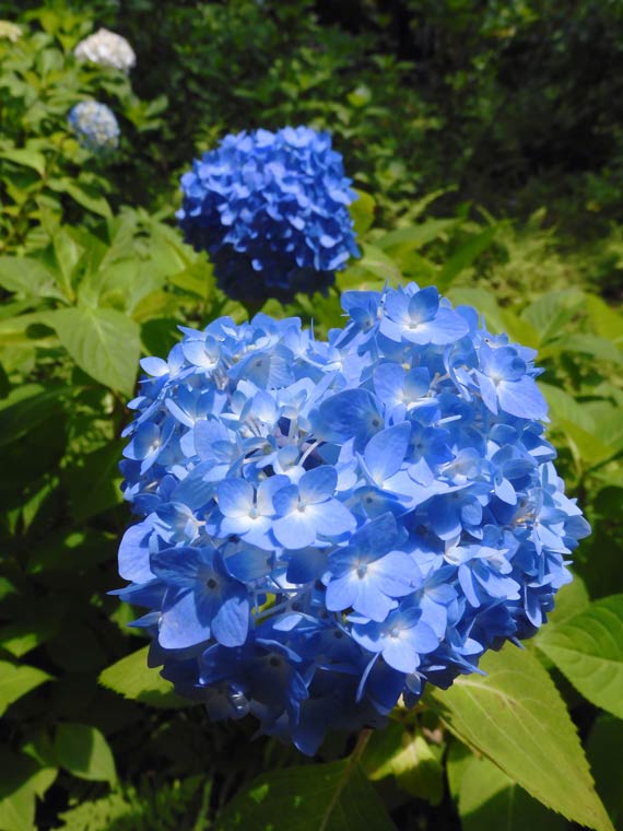 アジサイ 2025 神代植物公園 あじさい園〈4〉園芸アジサイ他、6月上