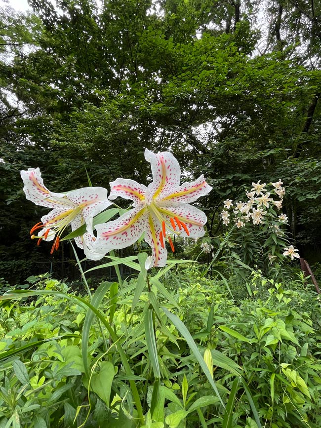 ヤマユリ 2025〈浅間山公園の山百合と牡丹臭木〉7月中旬の開花 | K U R