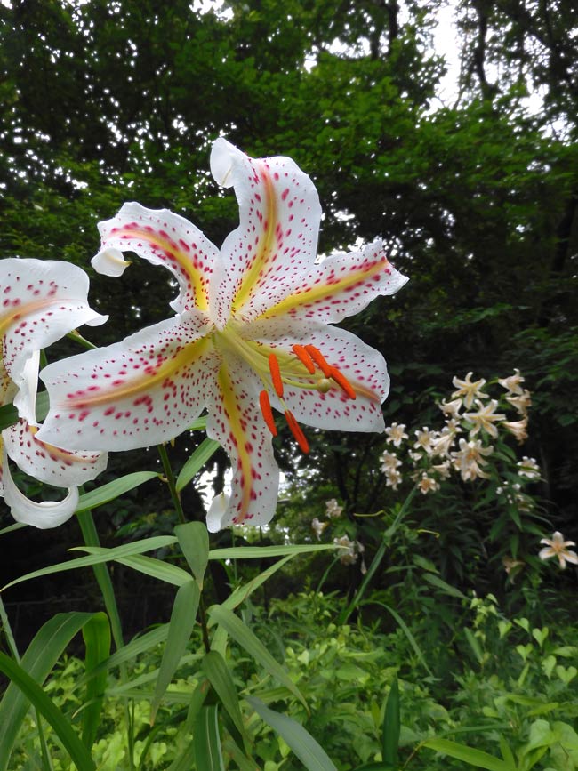 2025年07月15日の記事 | K U R A D A S H I