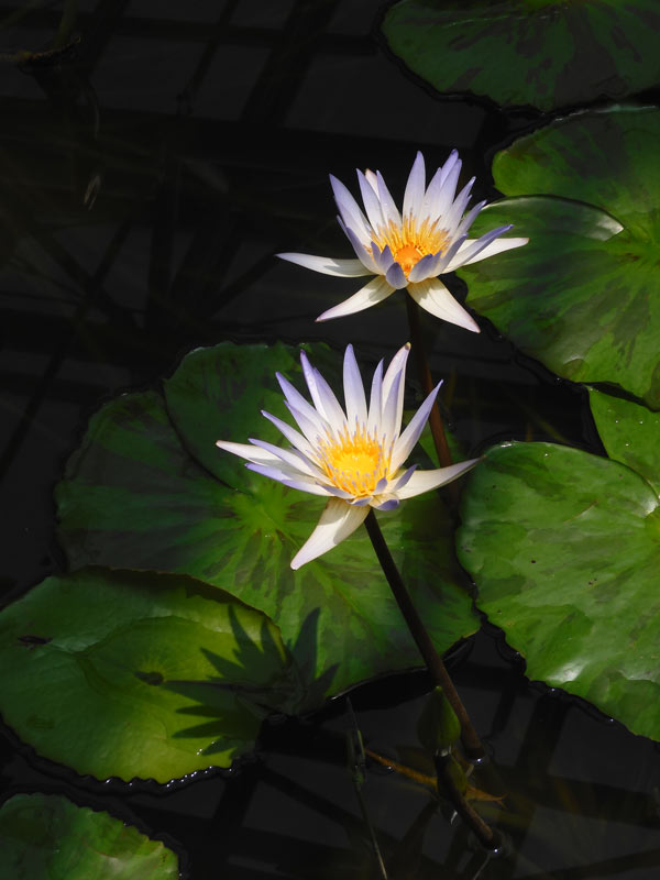 熱帯睡蓮 no.57「ムーンビーム」〈神代植物公園 大温室 熱帯スイレン室