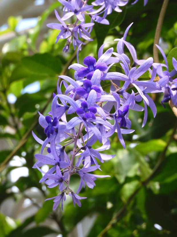 ペトレア　　紫つる性植物 ペトレアの花 神代植物公園 大温室 2025.6月〜7月 ペトレア