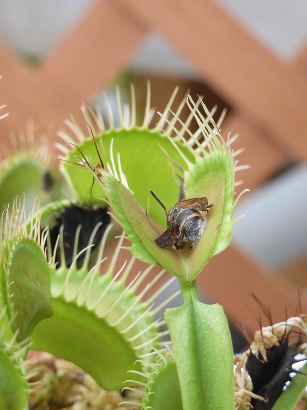 食虫植物萌え〈1〉ハエトリグサ（蠅捕草）の場合 神代植物公園『食虫