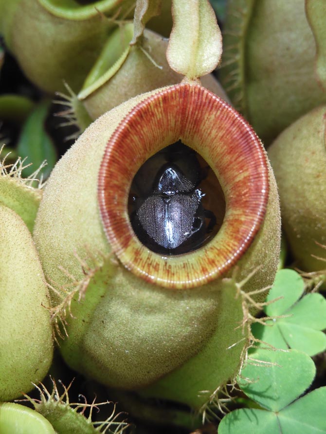 食虫植物萌え〈2〉ウツボカズラ（ネペンテス）の場合 神代植物公園『食