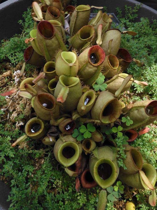 食虫植物萌え〈2〉ウツボカズラ（ネペンテス）の場合 神代植物公園『食