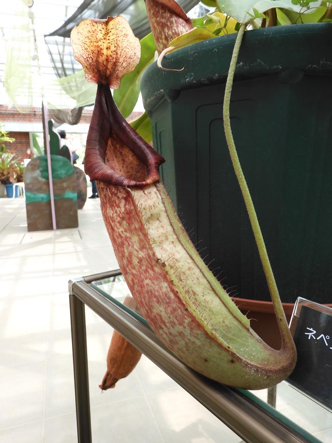 食虫植物萌え〈2〉ウツボカズラ（ネペンテス）の場合 神代植物公園『食