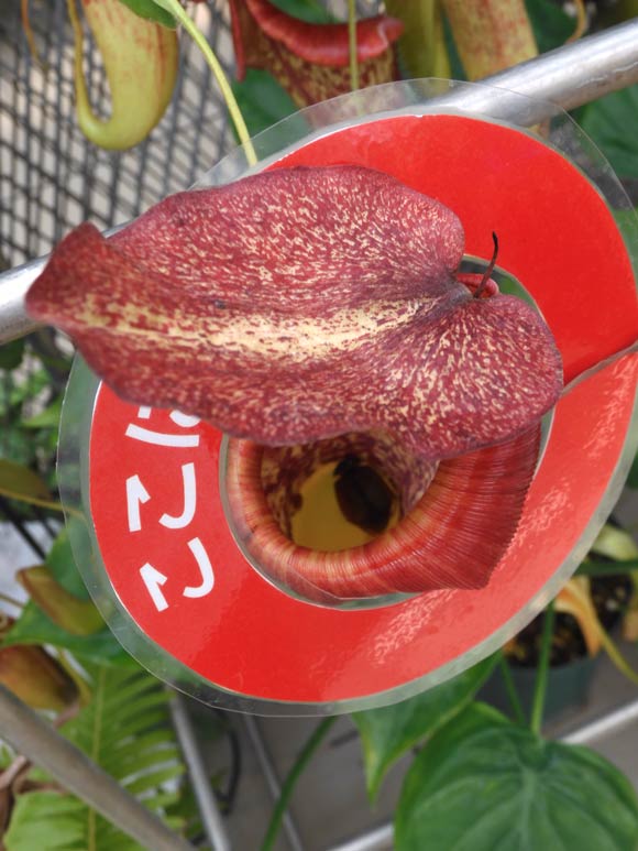 アンプラリア　レッド　ネペンテス　ウツボカズラ　食虫植物 アンプラリア レッド ネペンテス ウツボカズラ 食虫植物 良株