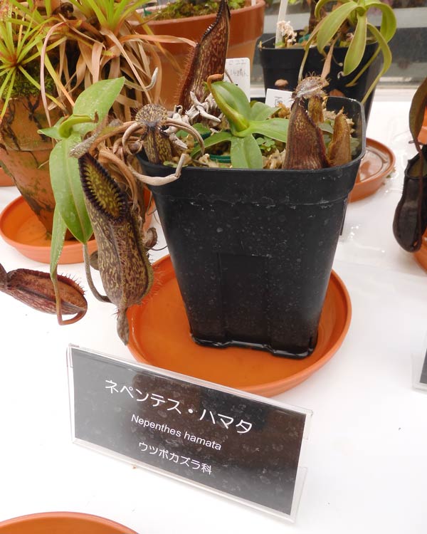 食虫植物萌え〈3〉高地性ネペンテスの場合 神代植物公園『食虫植物展
