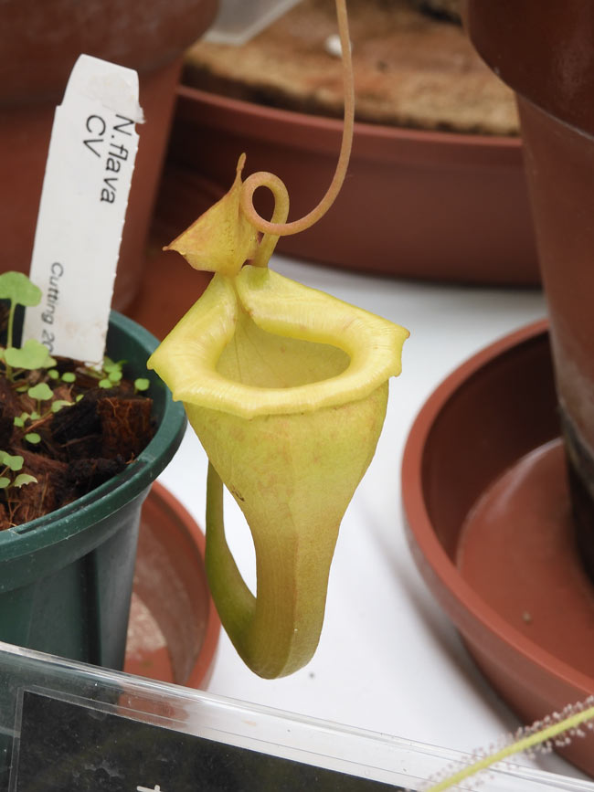 食虫植物萌え〈3〉高地性ネペンテスの場合 神代植物公園『食虫植物展