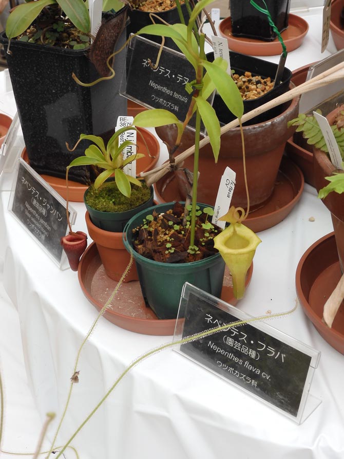 食虫植物萌え〈3〉高地性ネペンテスの場合 神代植物公園『食虫植物展