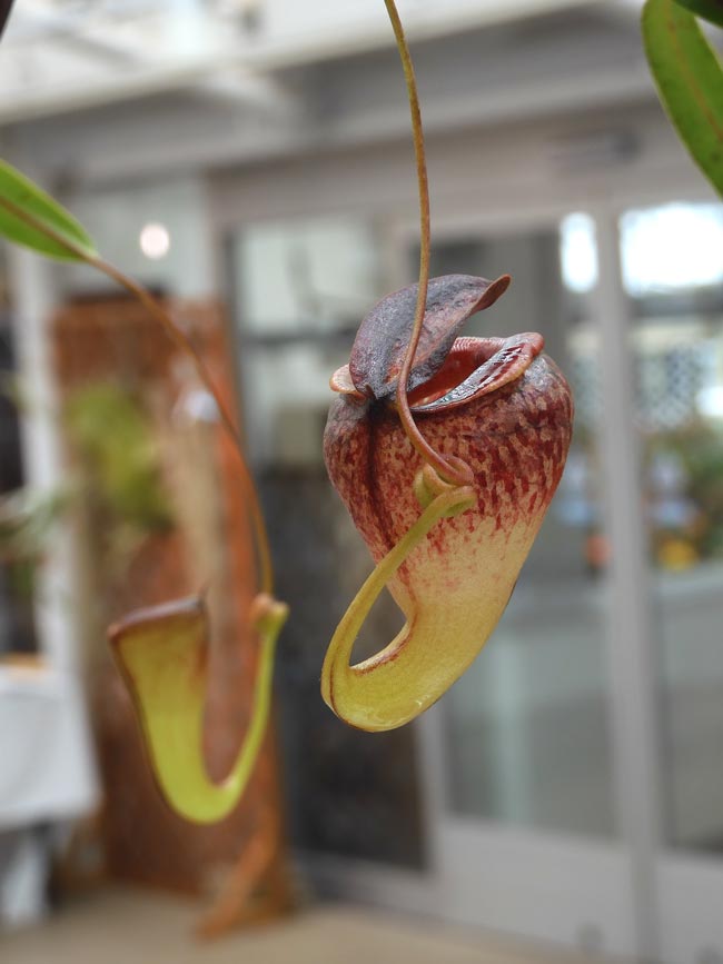 食虫植物萌え〈3〉高地性ネペンテスの場合 神代植物公園『食虫植物展