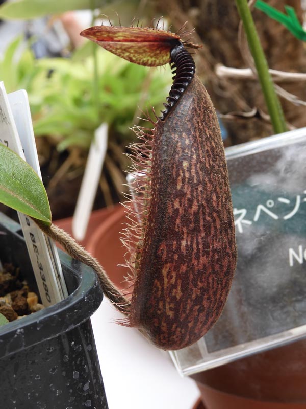 食虫植物萌え〈3〉高地性ネペンテスの場合 神代植物公園『食虫植物展
