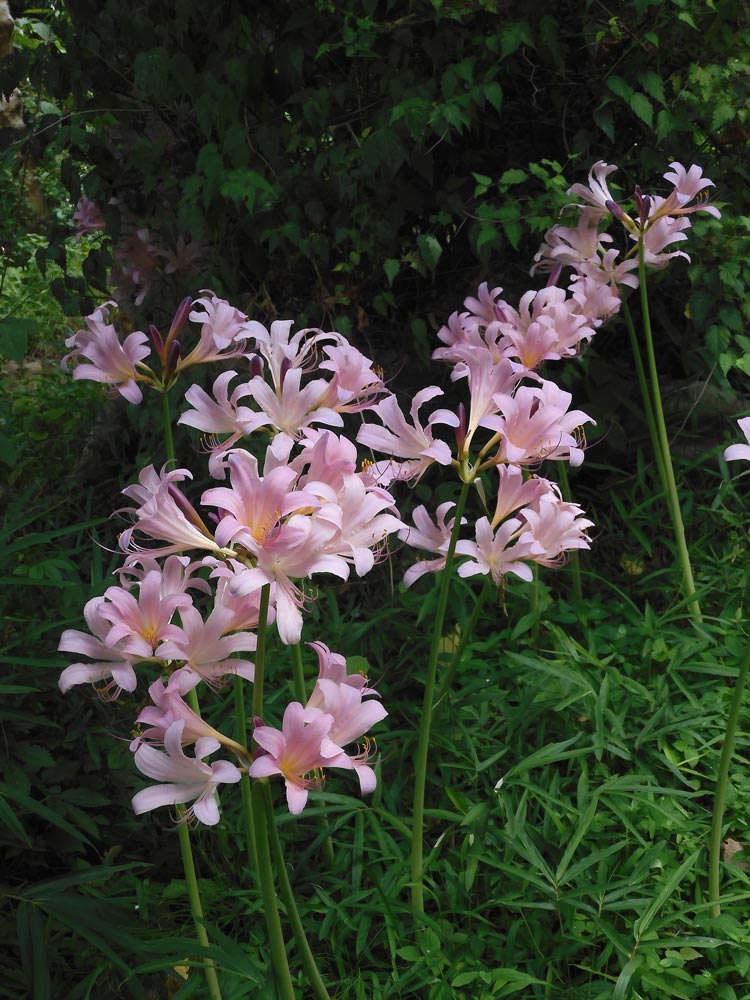 ナツズイセン　パステル画　箱根長安寺 路地に夏水仙 】 ・ ・ ・ #野草 #道すがらの花 #道端