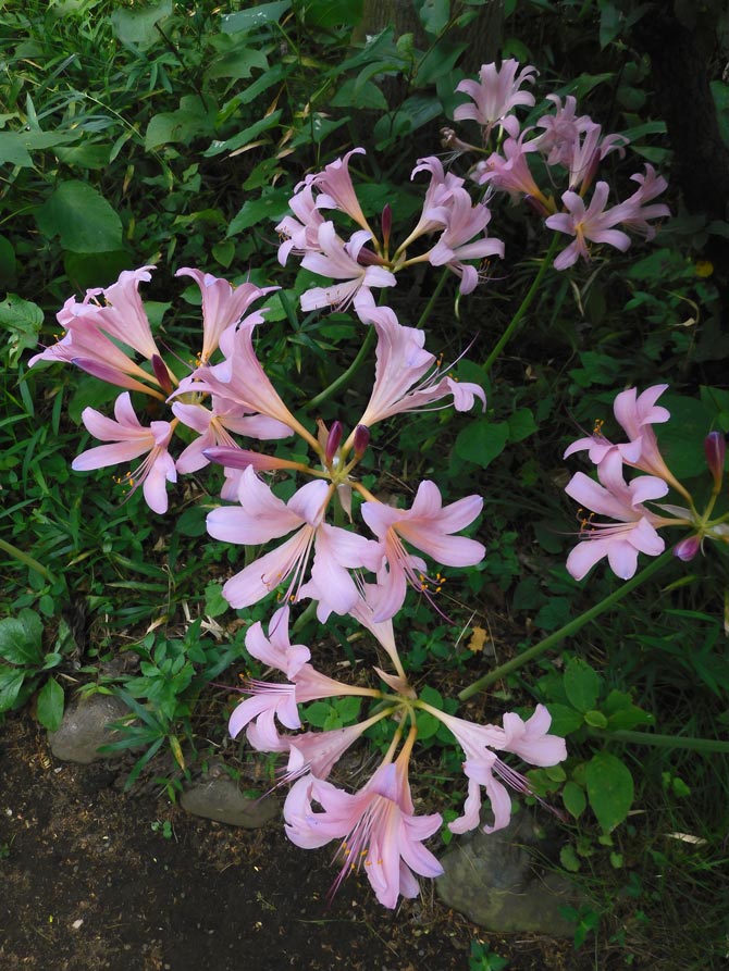 夏水仙（ナツズイセン）2025 調布市野草園 8月上旬見頃 美しい