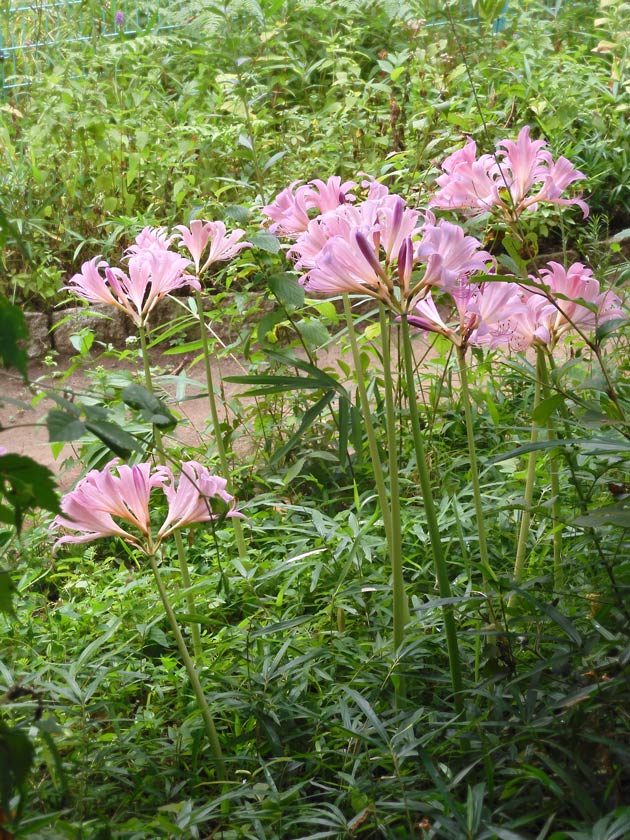 夏水仙（ナツズイセン）2025 調布市野草園 8月上旬見頃 美しい