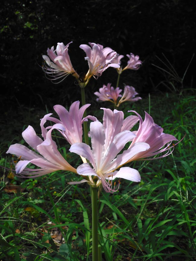 夏水仙、狐の剃刀 2025 神代植物公園 8月中旬開花のリコリス | K U R A