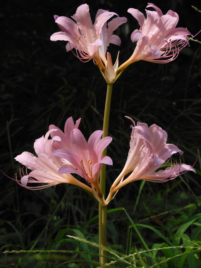 夏水仙、狐の剃刀 2025 神代植物公園 8月中旬開花のリコリス | K