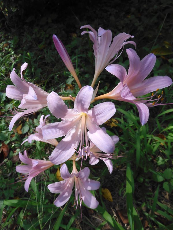 夏水仙、狐の剃刀 2025 神代植物公園 8月中旬開花のリコリス | K U R A