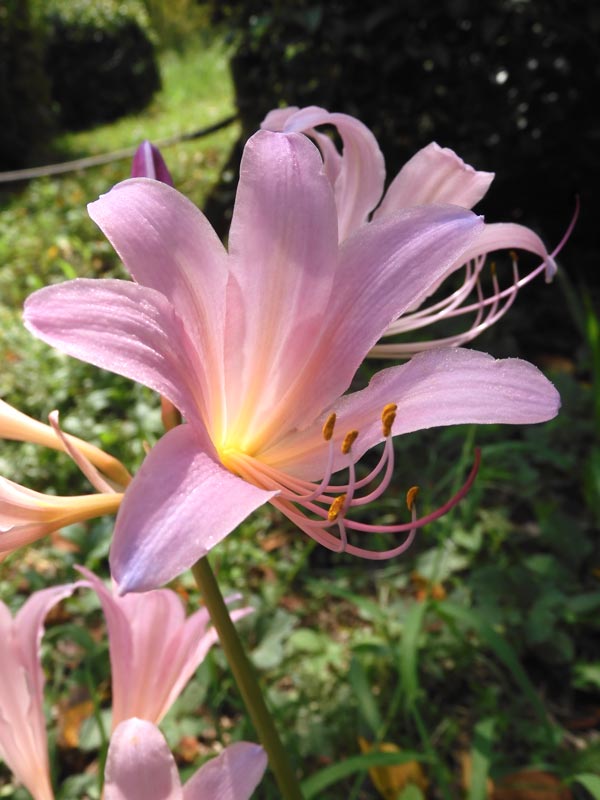 夏水仙、狐の剃刀 2025 神代植物公園 8月中旬開花のリコリス | K U R A