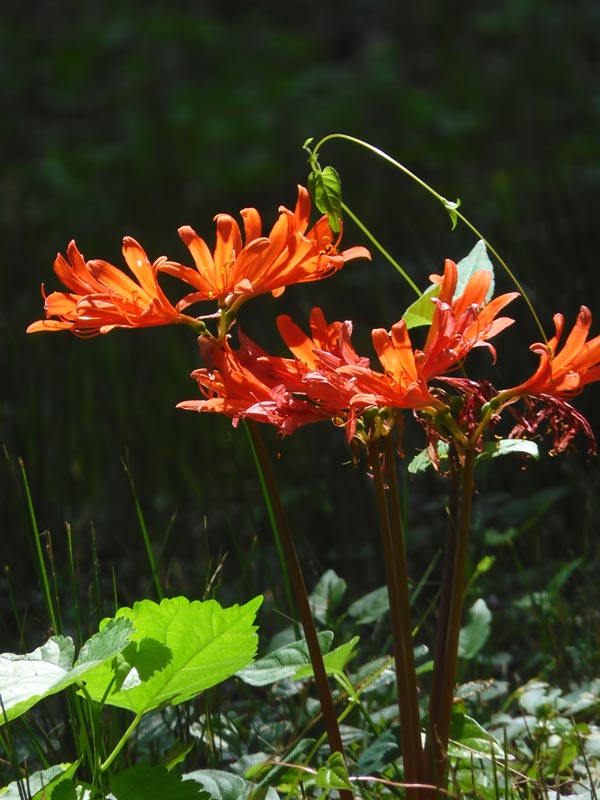 夏水仙、狐の剃刀 2025 神代植物公園 8月中旬開花のリコリス | K