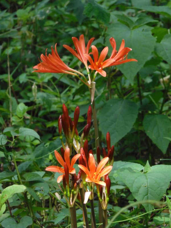 夏水仙 夏水仙、日本薄荷、狐の剃刀、白花下野、アルストロメリア