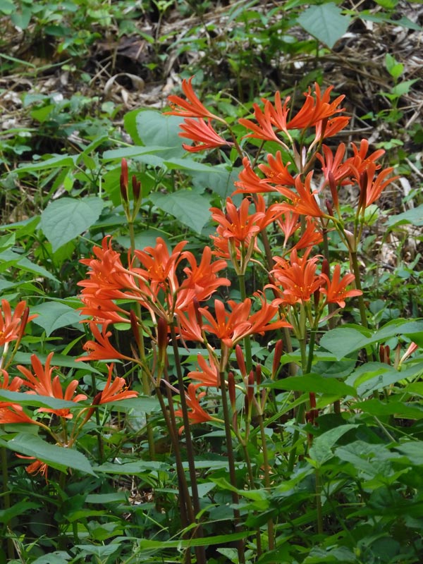 夏水仙 夏水仙、日本薄荷、狐の剃刀、白花下野、アルストロメリア
