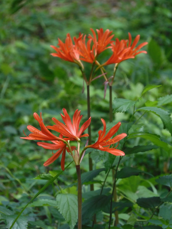 夏水仙、狐の剃刀 2025 神代植物公園 8月中旬開花のリコリス | K