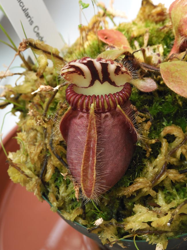 Catopsis morreniana giant form 食虫植物 Catopsis morreniana giant form 食虫植物