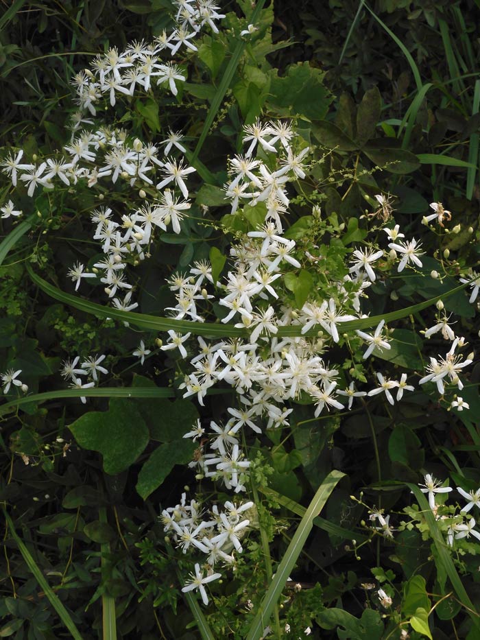 センニンソウ、ツユクサなどの野草が開花〈神代植物公園 水生植物園