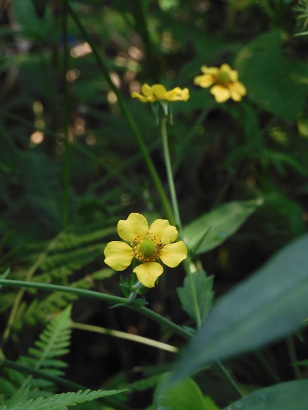 センニンソウ、ツユクサなどの野草が開花〈神代植物公園 水生植物園