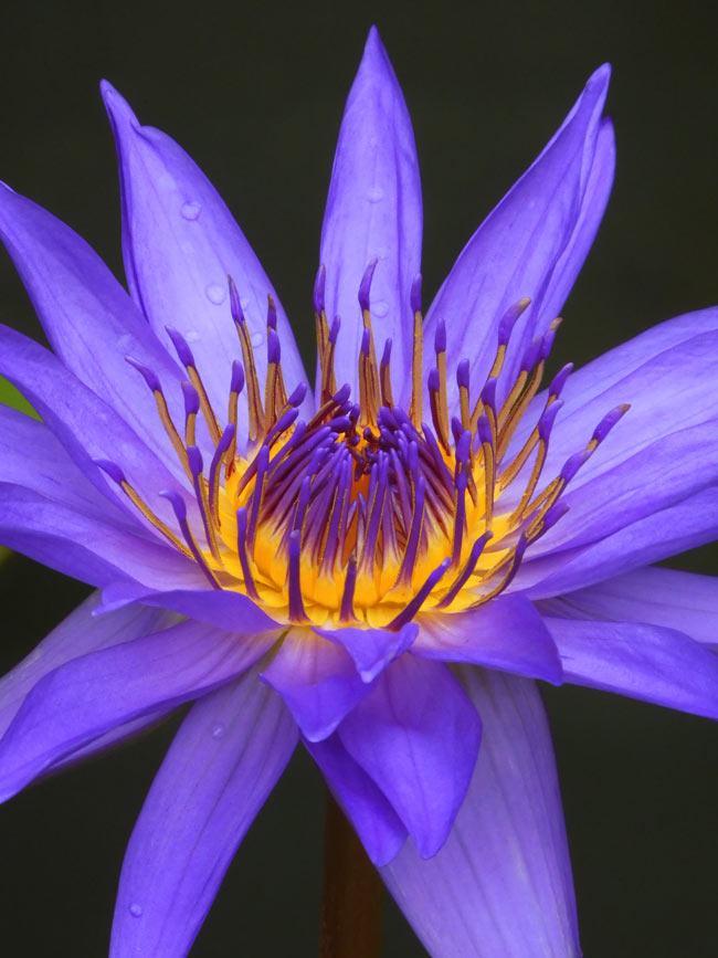 熱帯睡蓮 no.33「ディレクター・G.T.ムーア」〈神代植物公園 大温室